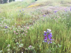 Come See Our Carpet Of Wildflowers This Sunday! 1